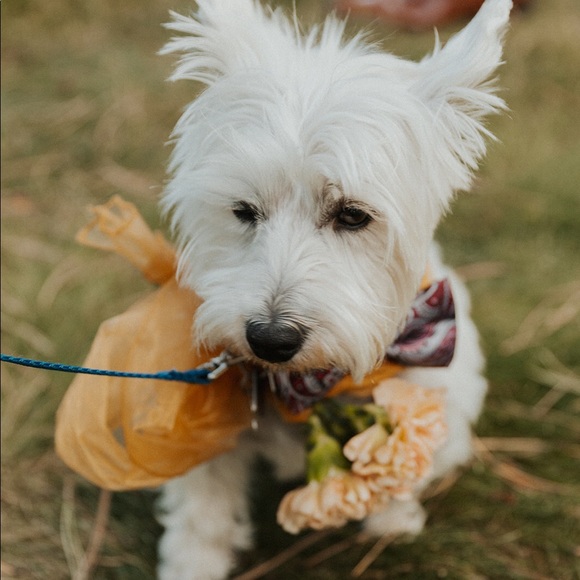 Meet your Posher, Anna - Picture 2 of 3